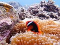 Red ClownÃ¯Â¼ËAmphiprioninaeÃ¯Â¼â°